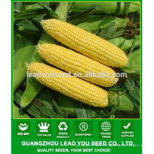 CO06 Taiwan No.28 yellow super sweet corn seeds sales